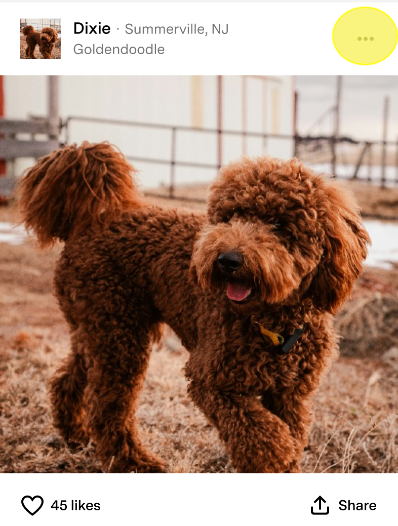 Fi app Community post showing a pet photo with like and share options and the more options menu highlighted