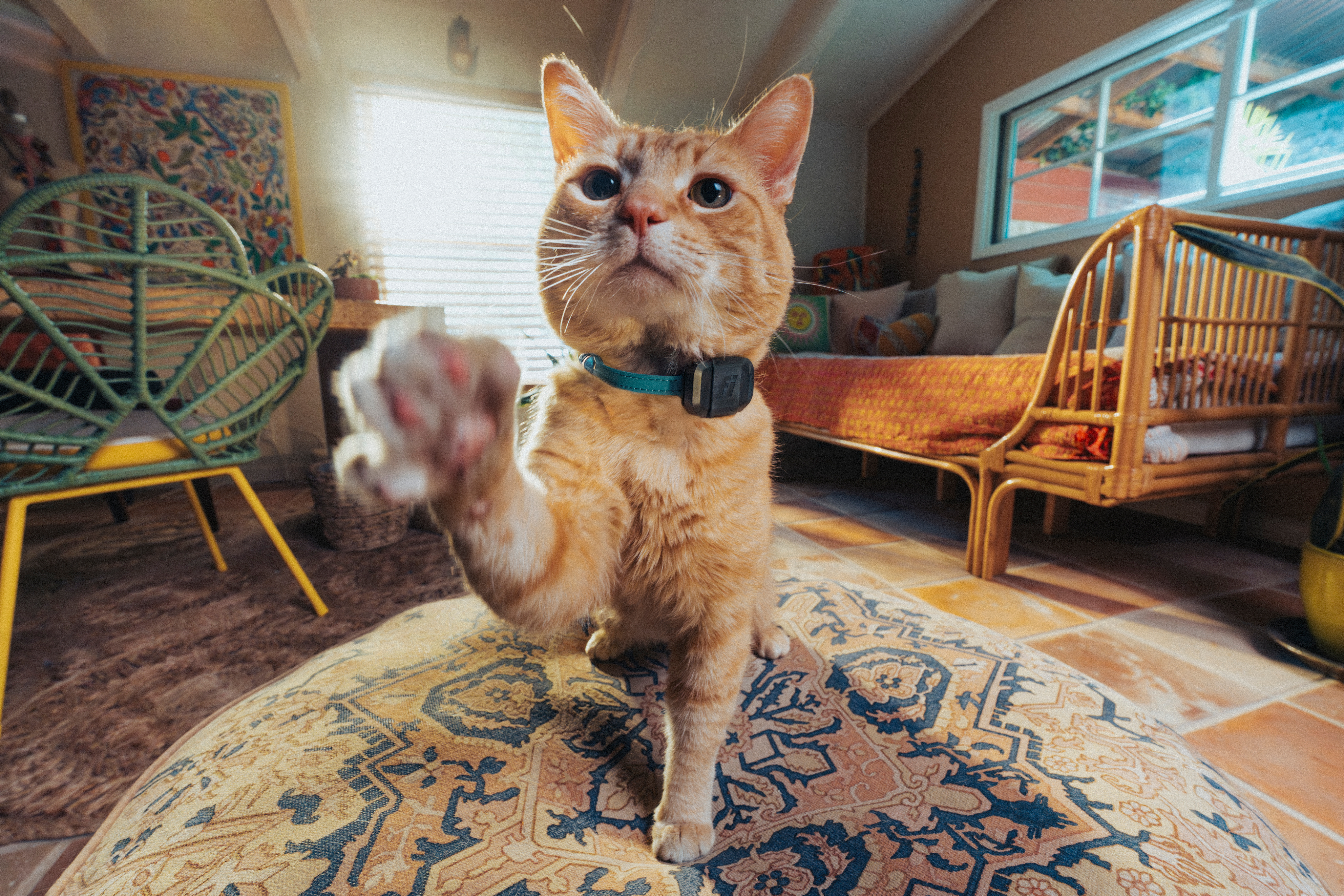 Cat wearing a Fi Mini