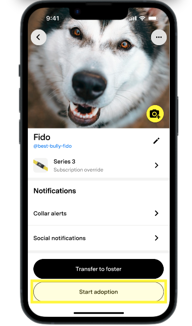 Start adoption highlighted