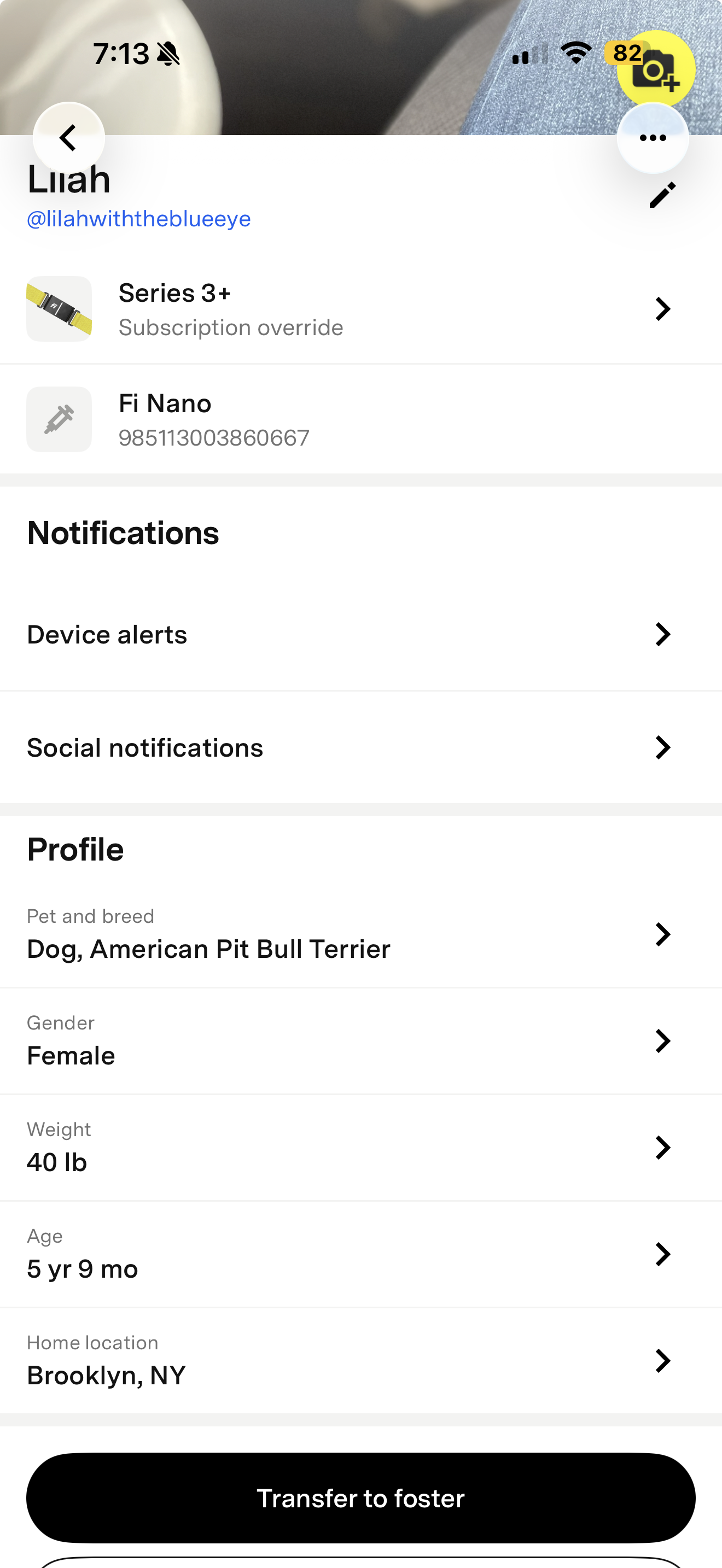 Pet profile with transfer to foster at the bottom