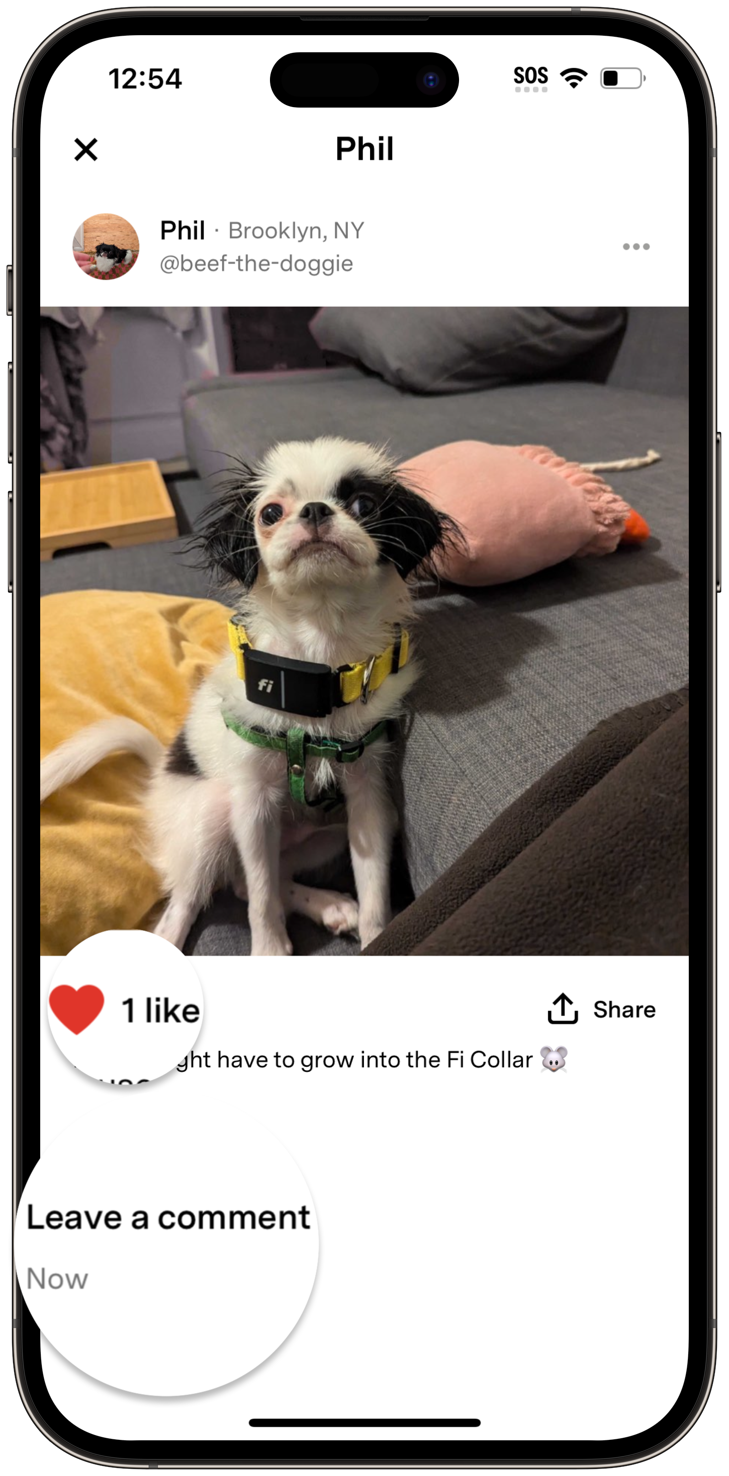 Fi app Community post showing a pet wearing a Fi device with like and comment options visible