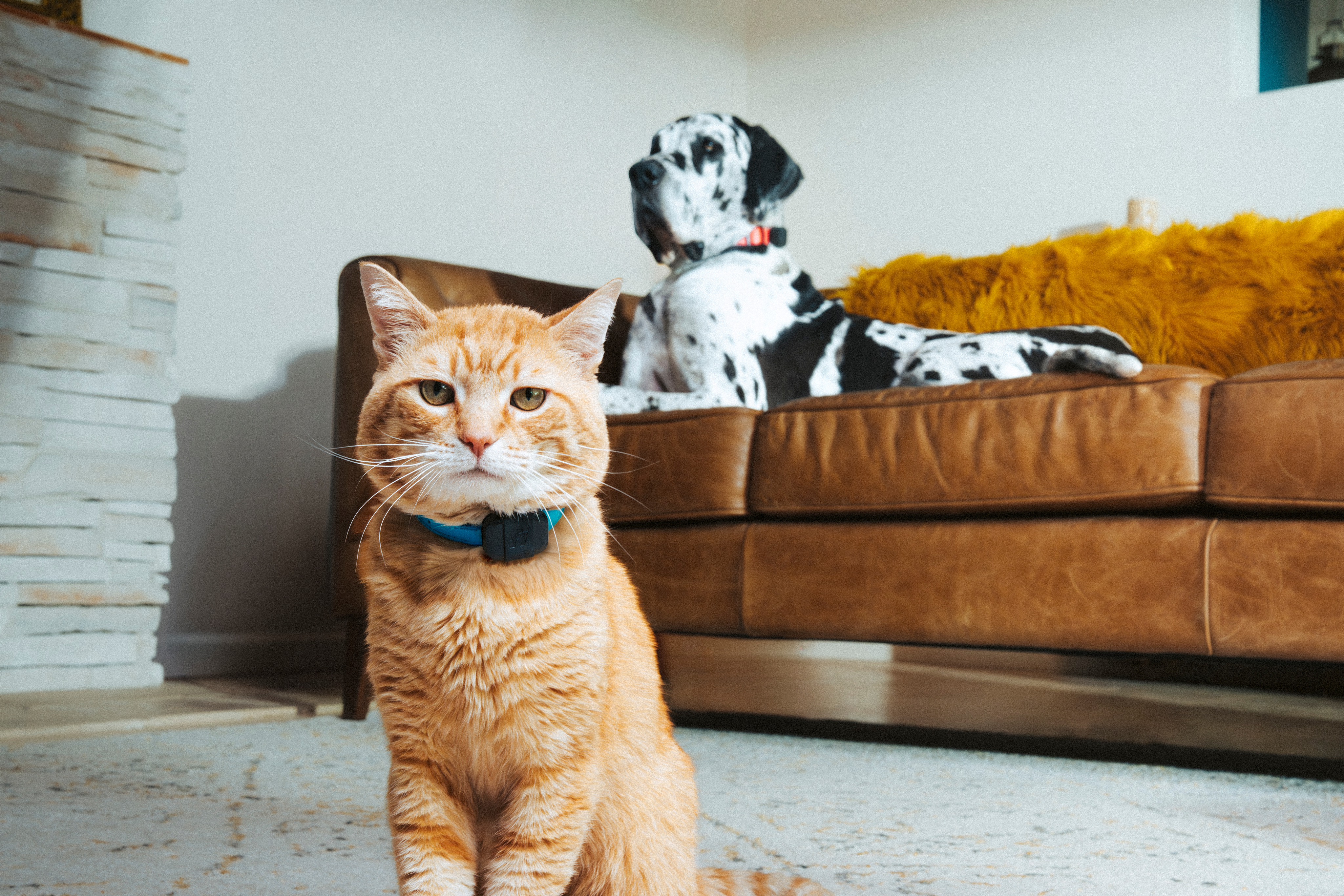 Cat and dog wearing a Fi Mini