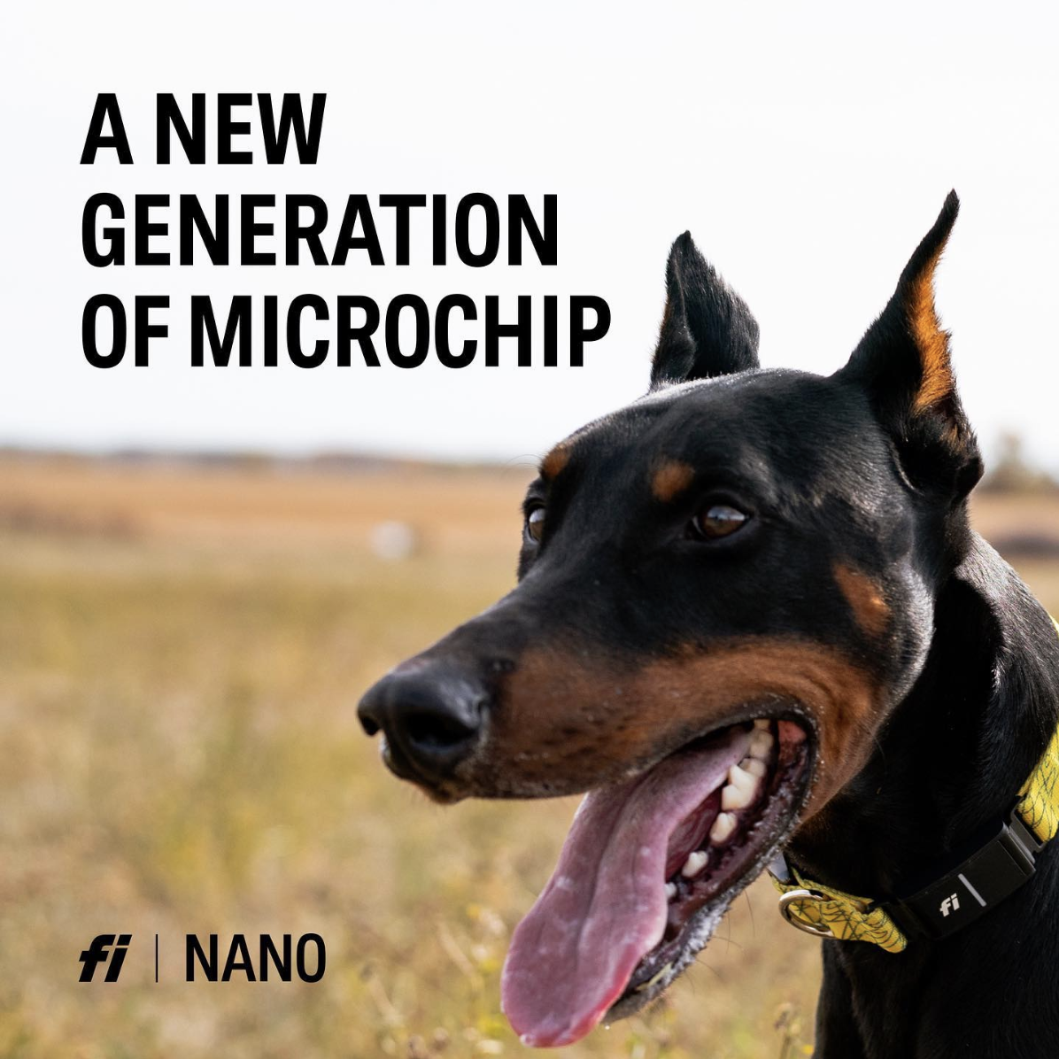 Text Overlay "A New Generation of Microchip" on a photo of a doberman wearing a Fi Collar