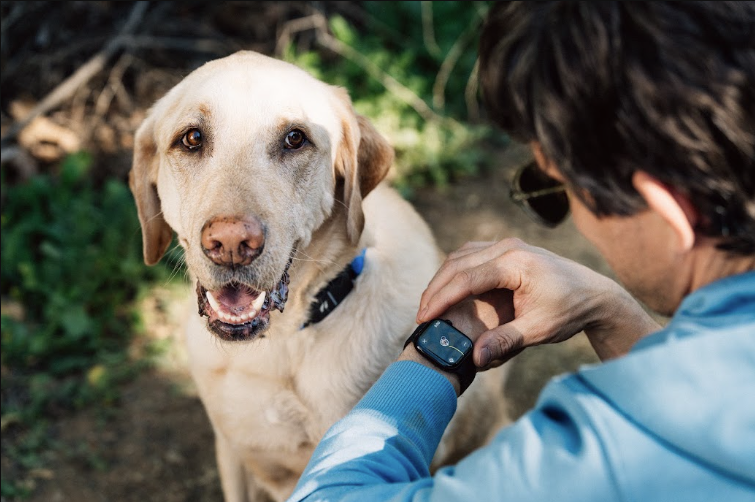 A yellow Labrador Retriever wearing a Series 3+ Fi Collar with his owner tracking his location on his Apple Watch