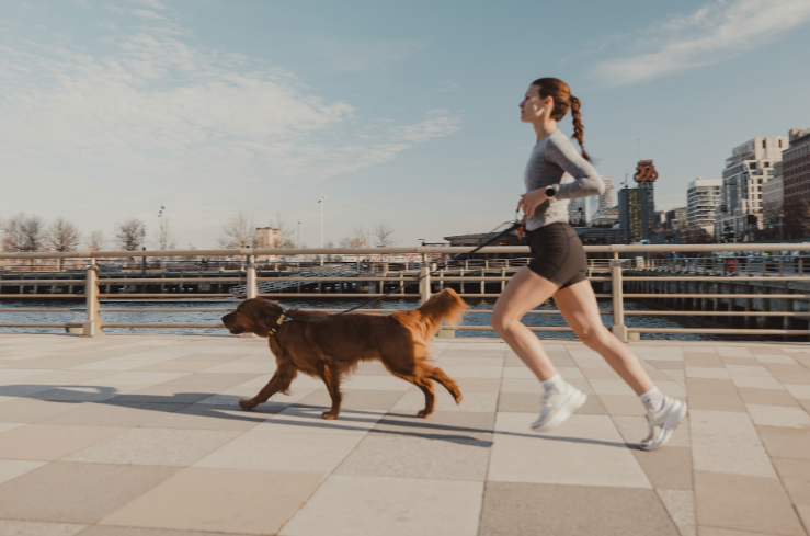 A Golden Retriever wearing a Fi Series 3+ collar, running with their owner.