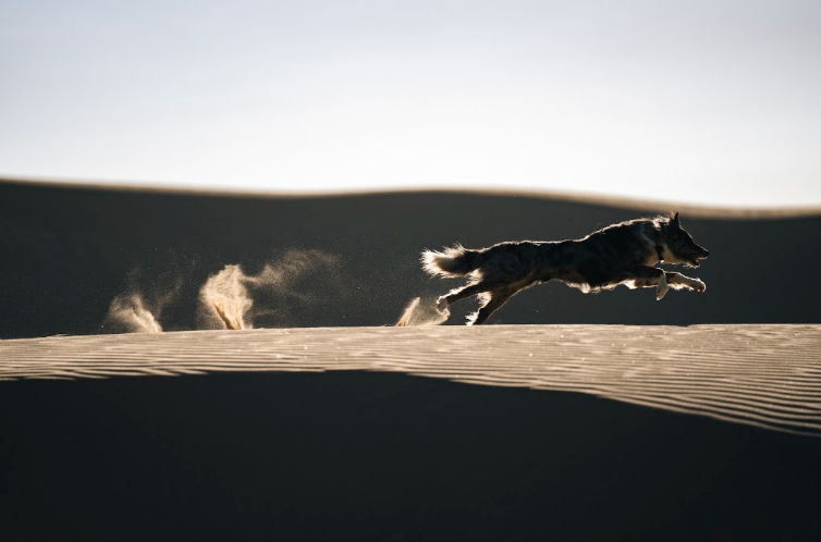 A Border Collie wearing a Fi Collar, galloping through the sand.