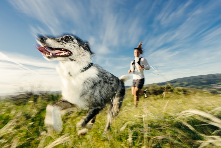 An action shot of a black, grey, and white dog running in front of its owner in a field