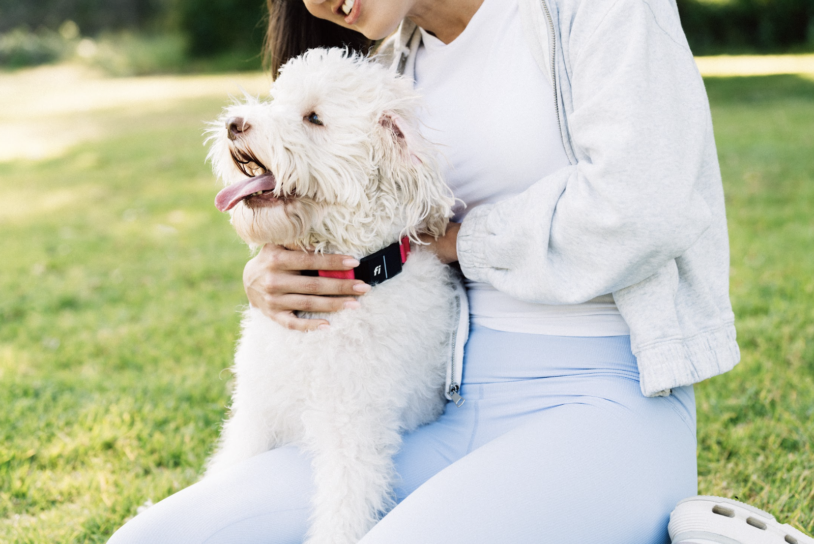 Vue de profil d'un chien blanc au poil duveteux portant un collier Fi Series 3+ rose, assis sur les genoux d'une personne