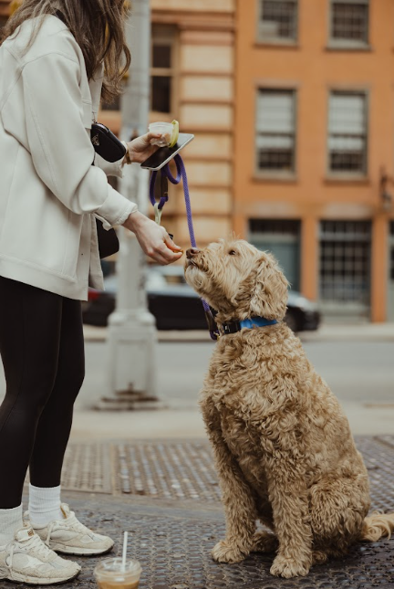 Profile view of a woman feeding her yellow doodle a treat while he sits wearing his blue Fi Series 3+ collar .png