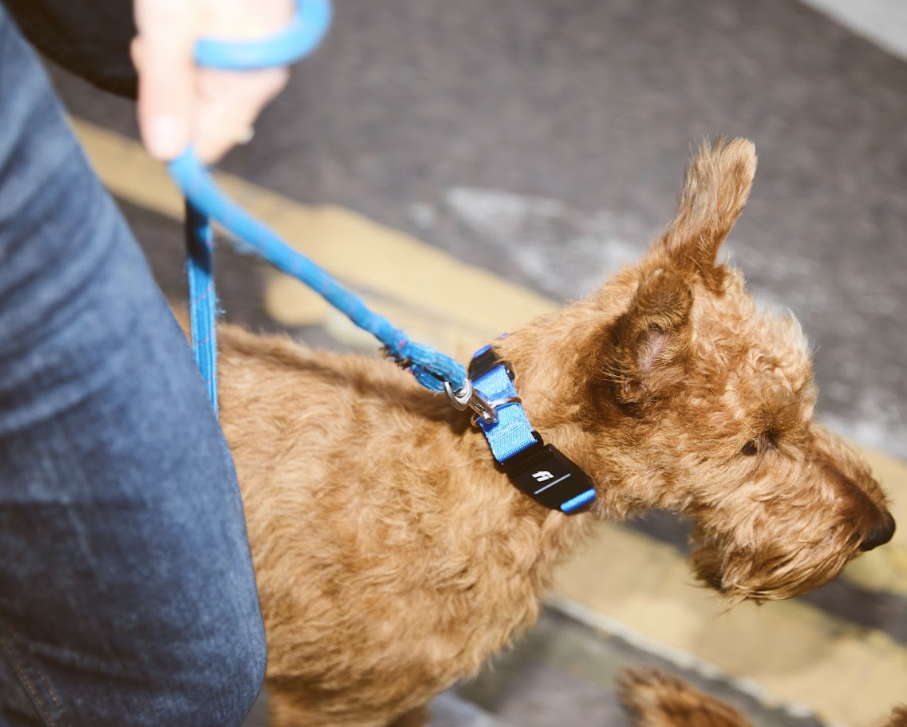 Aerial view of a medium sized tan terrier wearing a blue Fi Series 3+ collar walking on leash next to his owner.png
