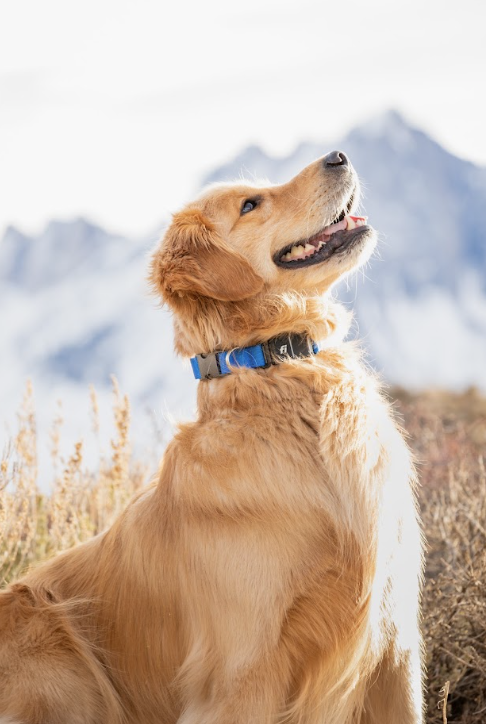 Profile view of a golden retriever wearing a blue Fi Series 3+ collar sitting in a field with mountain landscapes in the background.png