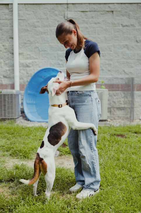 Profile view of a white and brown Pitbull mix lovingly jumping up to hug a doggie daycare worker on a patch of grass.png
