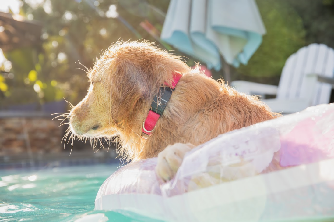 Profile view of a golden retriever wearing a pink Series 3+ Fi Collar, floating in a pool on a clear inner tube.png