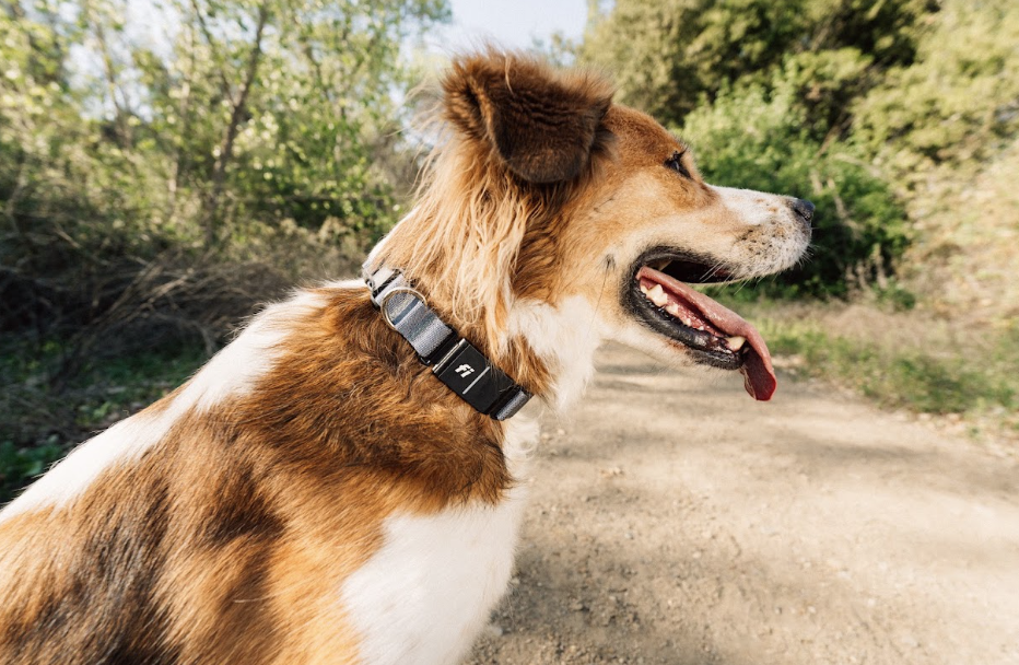 Vue de profil d'un chien de taille moyenne brun, fauve et blanc portant un collier Fi Series 3+ avec une bande grise