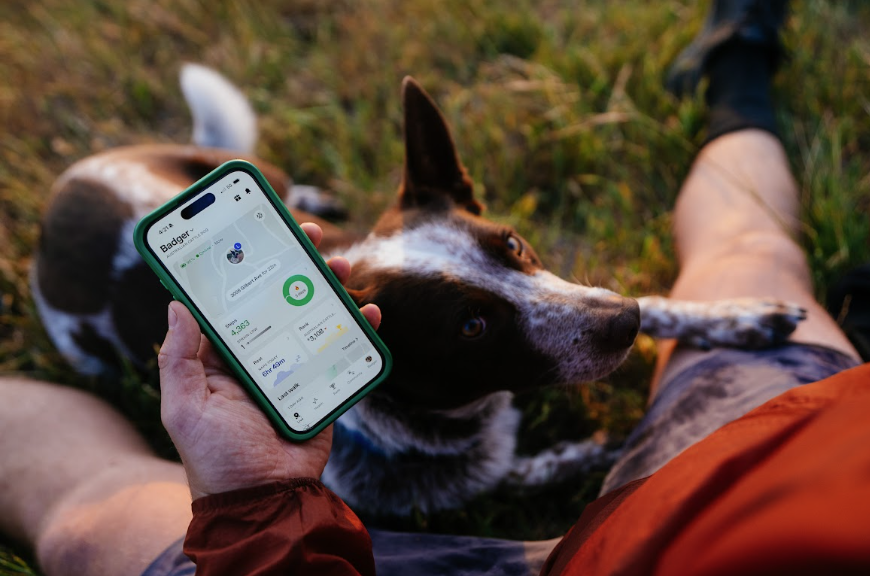 Aerial view of a Fi Member using their Fi App with his brown and white dog, Badger, on his lap.