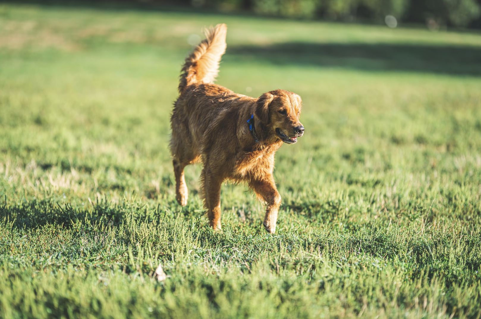 Front view of a golden retriever wearing a Blue Series 3+ Fi Collar romping on green grass in Propsect Park.png