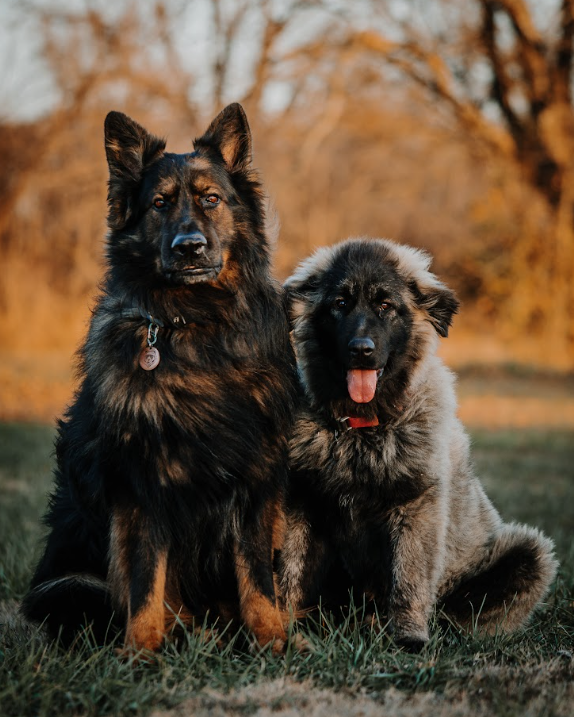 Front view of two dark brown German Shepherds wearing Fi Collars in front of fall foliage.png