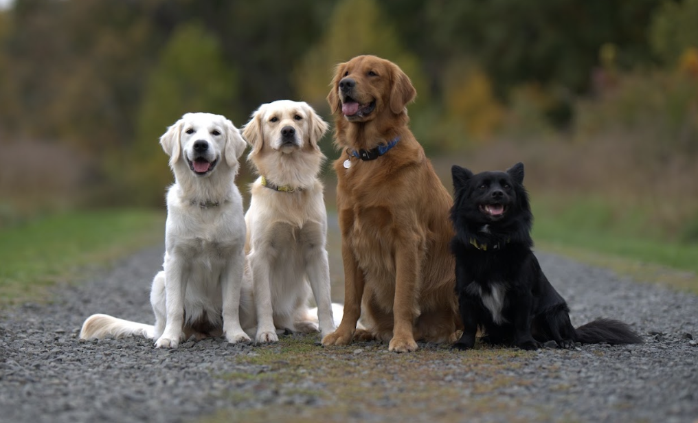 Front view of four dogs (white, cream, tan, and black) wearing Fi Collars sitting in a row on a gravel road in front of the woods.png